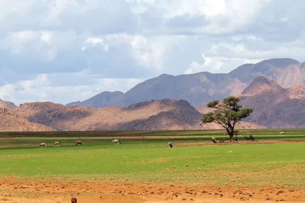 Very Good Rain Namib Desert Namibia Came Alive Oryx Enjoy — Stock Photo, Image