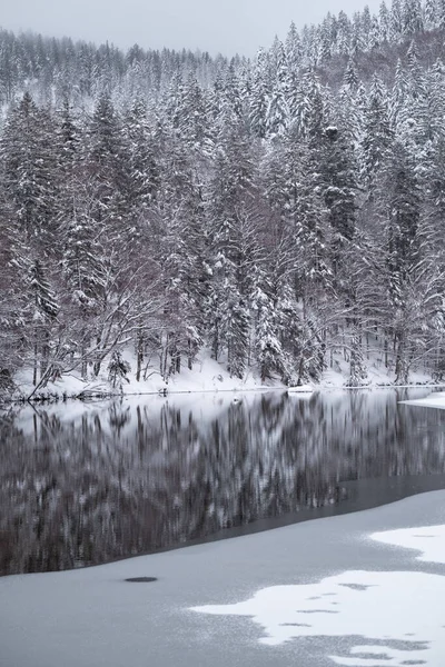 Vertical Shot Feldberg Black Forest Covered Snow Fog Germany — Stock Photo, Image