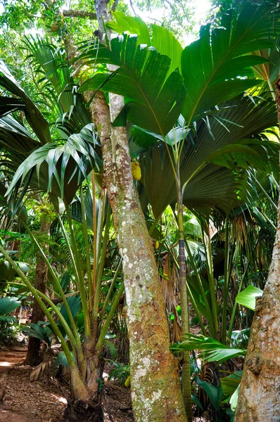 Een Verticaal Shot Van Palmbomen Een Tropisch Park — Stockfoto