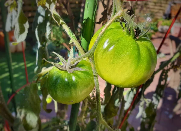 Tiro Close Uma Planta Tomate Com Tomates Verdes — Fotografia de Stock