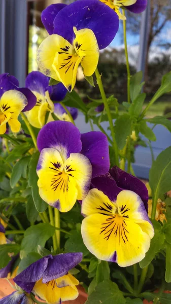 Verticshot Cute Pansies Sunlight — Stock Photo, Image