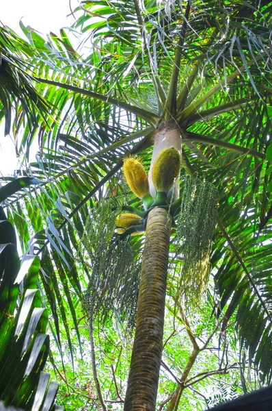 熱帯公園内のヤシの木の低角度垂直ショット — ストック写真