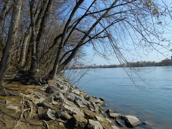 Plan Incroyable Une Rive Lac Avec Des Arbres Secs Gros — Photo