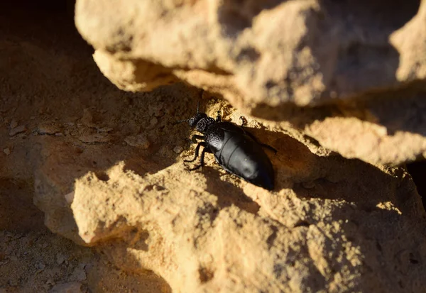 High Angle Shot Big Black Beetle Limestone Rock Sunlight Malta — Zdjęcie stockowe