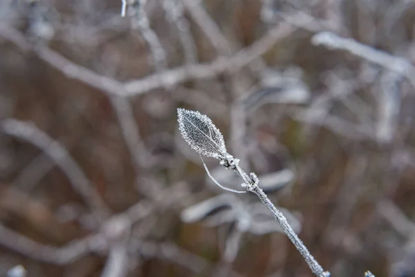 Närbild Frusna Växter — Stockfoto