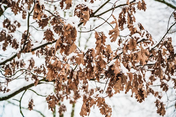 雪地覆盖的树叶和树枝的选择性集中拍摄 — 图库照片