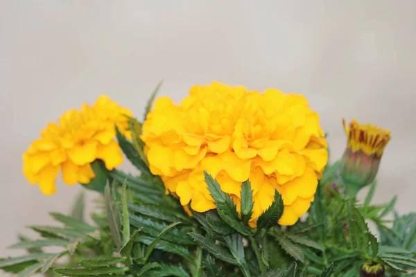 Eine Nahaufnahme Von Gelben Ringelblumen Auf Dem Verschwommenen Hintergrund — Stockfoto