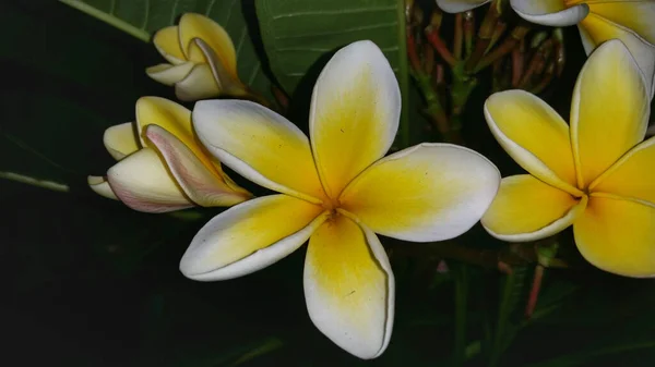 Close Bonito Flores Frangipani — Fotografia de Stock