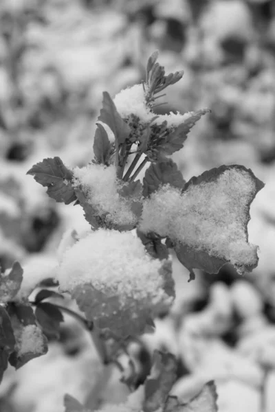 Vertical Grayscale Shot Snowy Leaves Plant — Zdjęcie stockowe