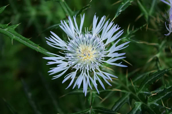 Tiro Ángulo Alto Una Flor Cardo Mediterráneo Floreciente Creciendo Meado — Foto de Stock