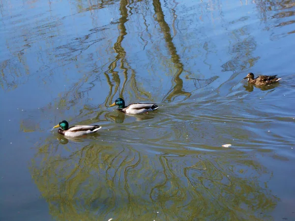 Fantastic Shot Blue Lake Three Tiny Swimming Ducks — Stock Photo, Image