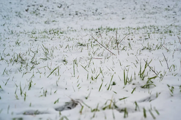 Tiro Foco Seletivo Grama Gelada Coberta Neve — Fotografia de Stock