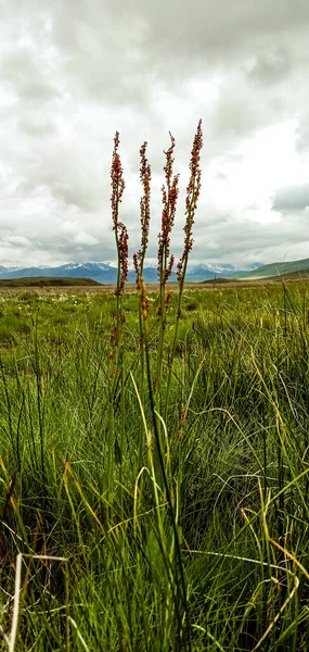 Vertical Shot Exotic Plants Grass Covered Meadow Cloudy Day — Stock fotografie