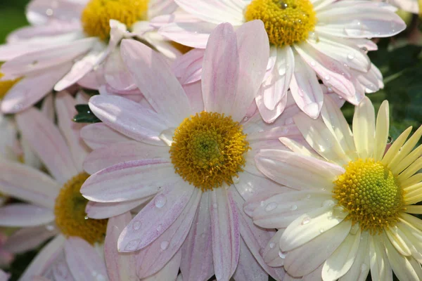 Gros Plan Fleurs Chrysanthème Avec Des Gouttelettes Eau Sur Fond — Photo