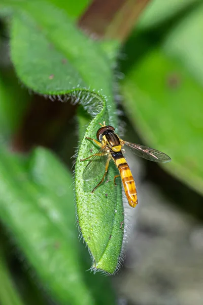 蜂群坐在植物叶子上的一种垂直的选择性聚焦镜头 — 图库照片