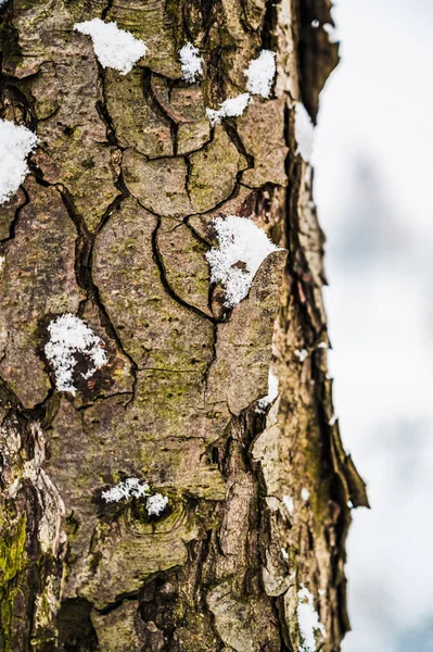 Вертикальний Постріл Сніжної Покритої Кори Дерева — стокове фото
