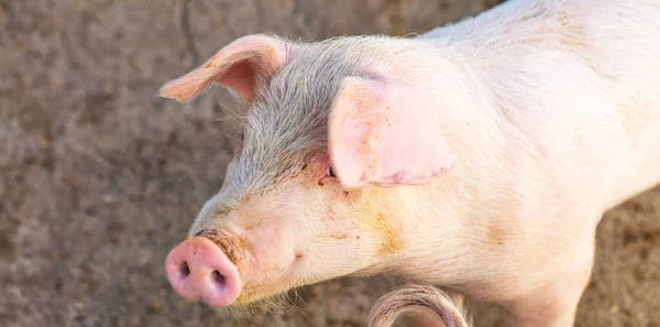 Plano Panorámico Cerdo Parado Aire Libre Mirando Hacia Los Lados — Foto de Stock