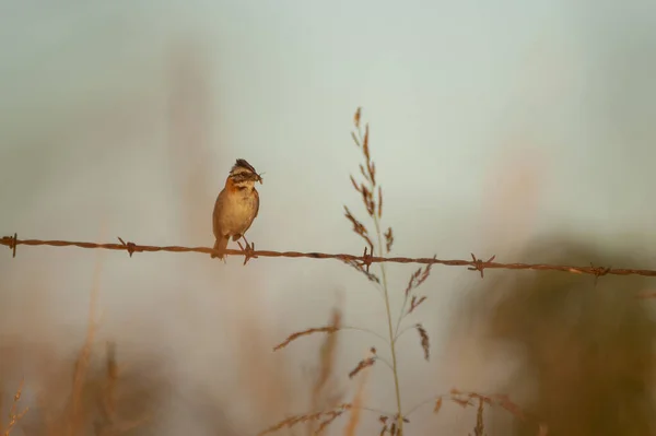 Pajarito Sentado Alambre Púas Con Fondo Borroso —  Fotos de Stock