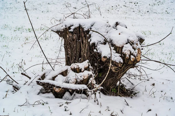 Zbliżenie Ujęcia Pokrytego Śniegiem Pnia Drzewa — Zdjęcie stockowe