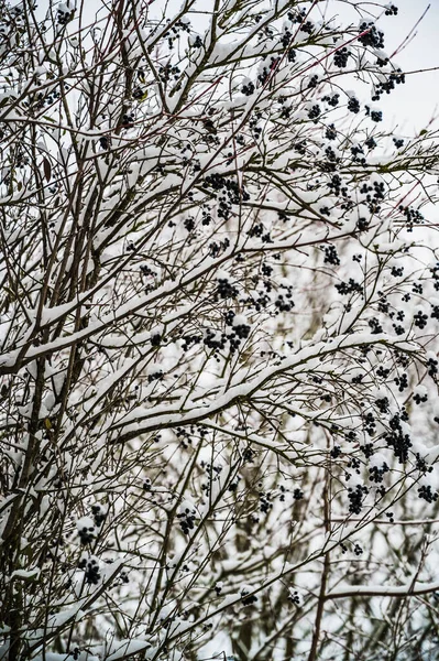 Eine Vertikale Aufnahme Schneebedeckter Blühender Apfelbeeren Einem Wintertag — Stockfoto