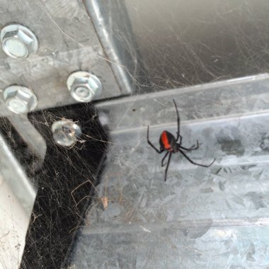 Portrait of a redback spider taken in the basement of my house in Australia clipart