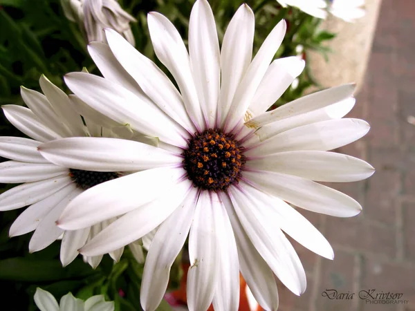 ราฟานา สราเอล เมษายน 2013 Closeup ของดอกไม แอสเตอร ขาวและส — ภาพถ่ายสต็อก