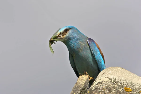Голубая Европейская Птица Сидела Крыше Ела Насекомое Красивым Ярким Небом — стоковое фото