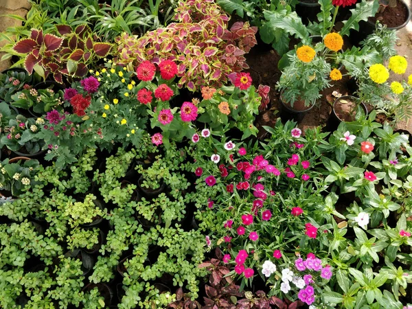 Vackra Färgglada Blommor Och Växter Parken Dagtid — Stockfoto