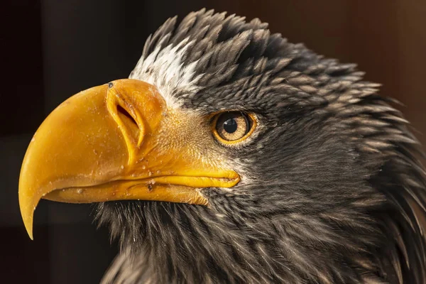Closeup Shot Gray Eagle Head Blurred Background — Stock Photo, Image