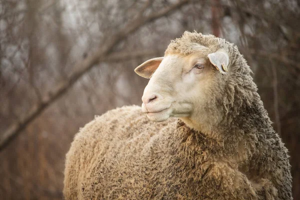 Een Schaap Natuur Een Weide Boerderij Buiten — Stockfoto