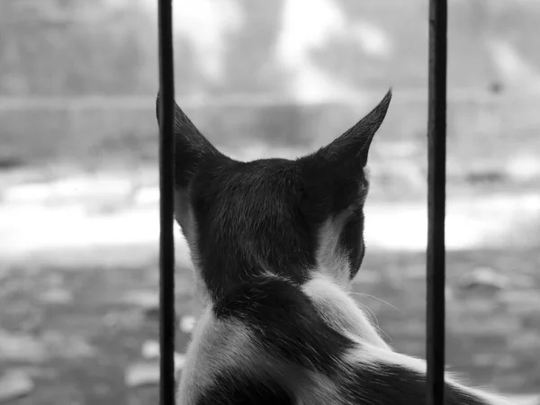 Egy Szürkeárnyalatos Kép Egy Macskáról Aki Ablaknál Miközben Külső Ablakot — Stock Fotó