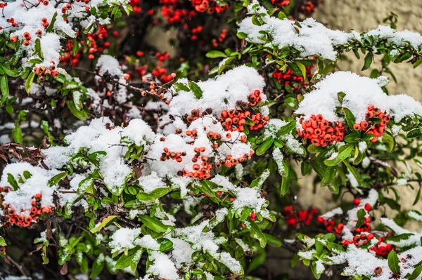 Zbliżenie Ujęcia Pokrytych Śniegiem Kwitnących Roślin Rowan Zimowy Dzień — Zdjęcie stockowe