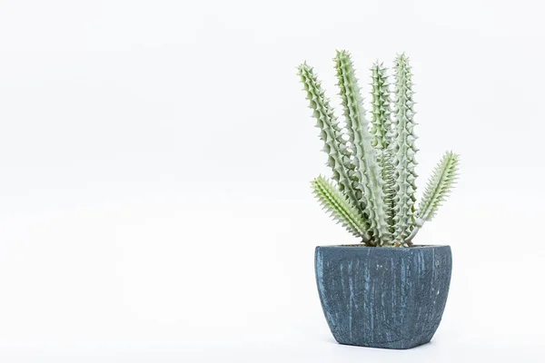 Zbliżenie Ujęcia Kaktusa Rośliny Niebieskim Doniczce Odizolowanej Białym Tle — Zdjęcie stockowe