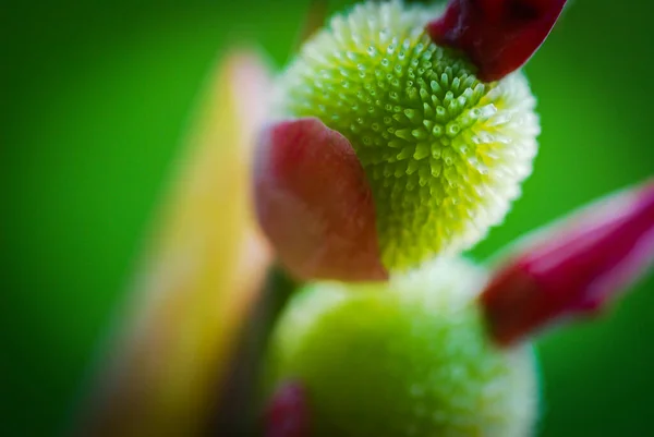 환경에서 카나리아의 꽃봉오리를 클로즈업 — 스톡 사진