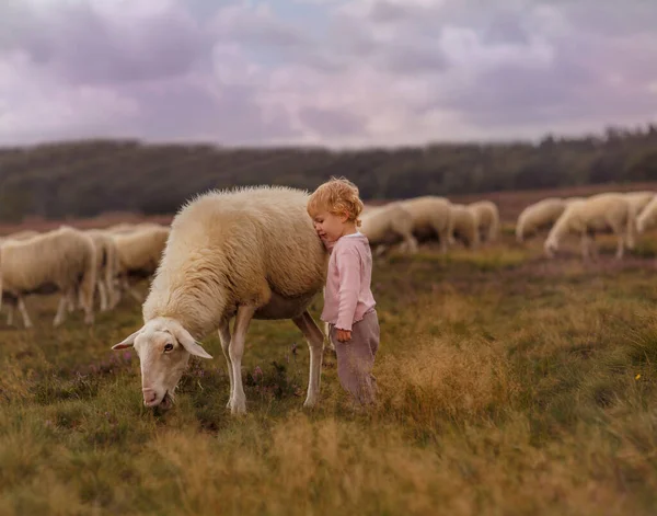 Маленькая Девочка Поле Овцами — стоковое фото