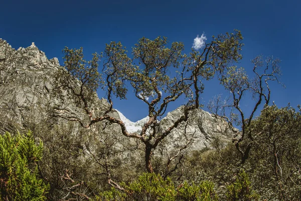 Huaraz Peru Července 2018 Tree Raising Sky Huaraz — Stock fotografie