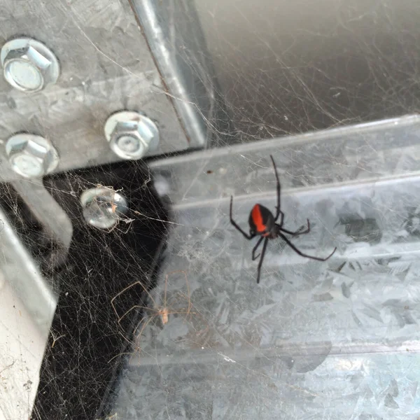 在澳大利亚我家地下室拍摄的一只红背蜘蛛的画像 — 图库照片