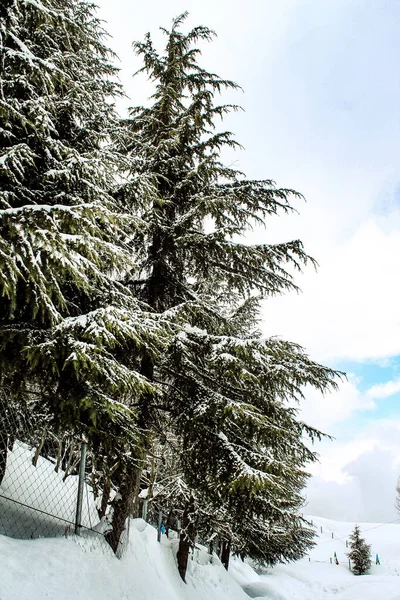 Eine Vertikale Aufnahme Der Schönen Kiefern Die Mit Schnee Bedeckt — Stockfoto