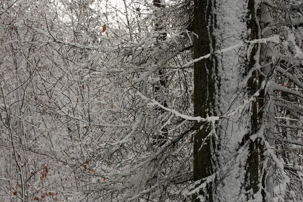 Een Besneeuwd Winterwoud Overdag — Stockfoto