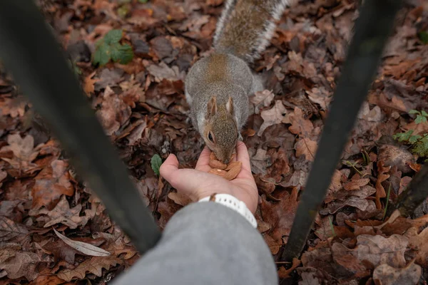 Closeup Shot Person Feeding Squirrel Ground — Stock Photo, Image