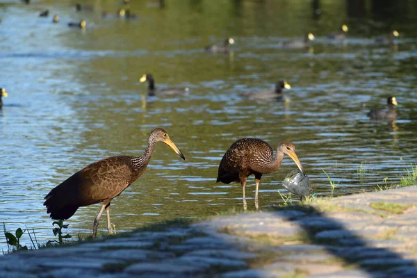 Limpkin Aramus Guarauna Recogiendo Basura Plástica Parque Público Buenos Aires — Foto de Stock