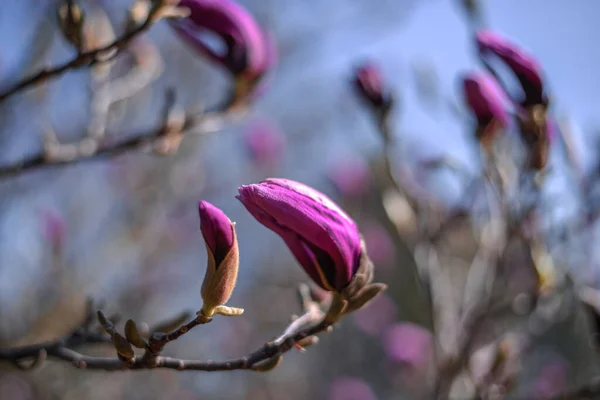 Ένα Κοντινό Πλάνο Ροζ Ανοιξιάτικα Λουλούδια Μανόλια Ένα Κλαδί Δέντρου — Φωτογραφία Αρχείου