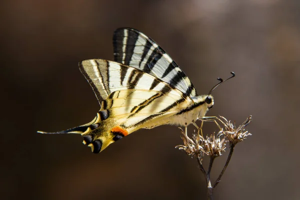 Красивая Ласточкохвостая Бабочка Сидит Растении — стоковое фото