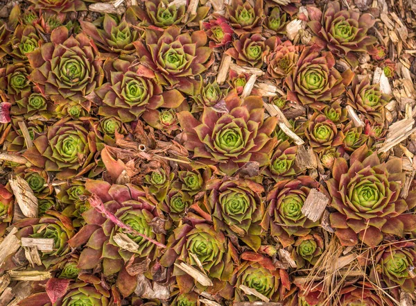 Μια Κορυφαία Άποψη Της Καλλιέργειας Houseleeks Ροζέτα Που Σχηματίζουν Παχύφυτα — Φωτογραφία Αρχείου
