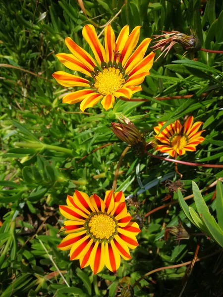 Primo Piano Belle Gazania Rosse Gialle Che Fioriscono Giardino — Foto Stock