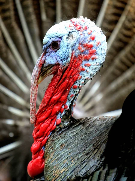 Primer Plano Vertical Cabeza Pavo Con Sus Interesantes Características Pico — Foto de Stock