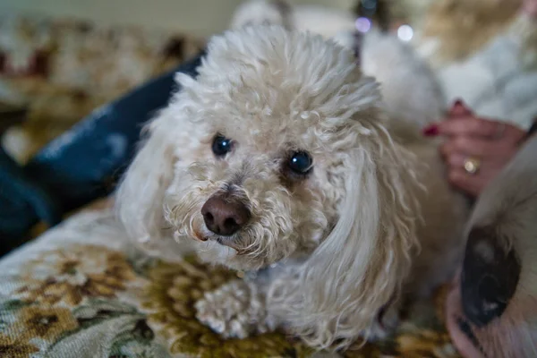 Closeup Adorable White Miniature Poodle Lying Sofa Blurry Background — Stock Photo, Image