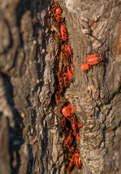 Вертикальный Крупный План Красных Жуков Стволе Дерева Снятый Днем — стоковое фото