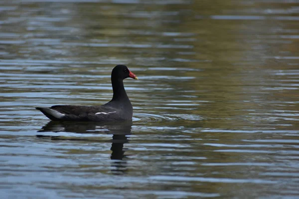 Обыкновенная Галлинула Gallinula Galeata Городском Парке — стоковое фото