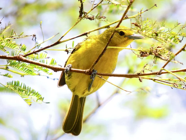 Niski Kąt Strzał Pięknego Żółtego Kolorowego Ptaszka Siedzi Gałęzi Drzewa — Zdjęcie stockowe